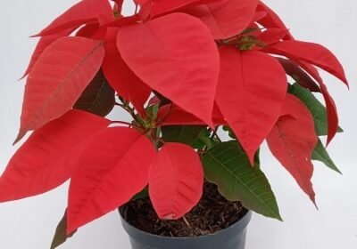 Poinsettia-2