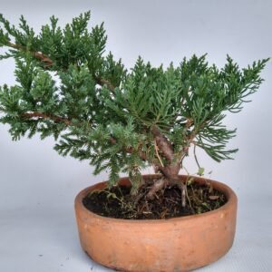 Bonsai-Pino-Rastrero-2