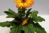 GERBERA