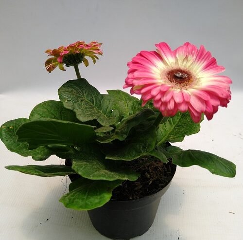 GERBERA