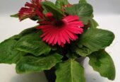 GERBERA