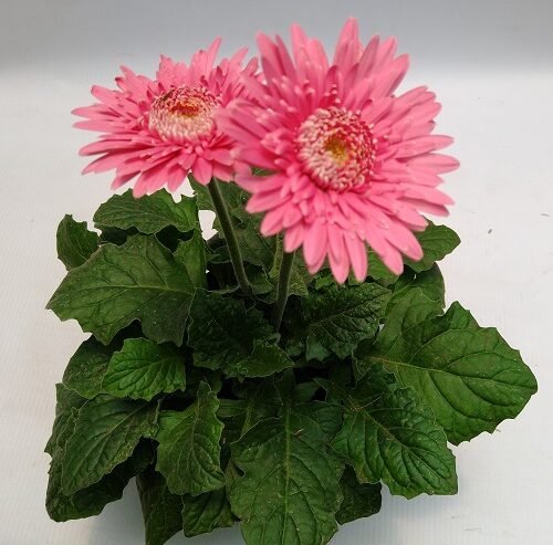 GERBERA