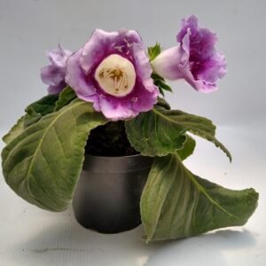 Gloxinia-2