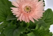 GERBERA