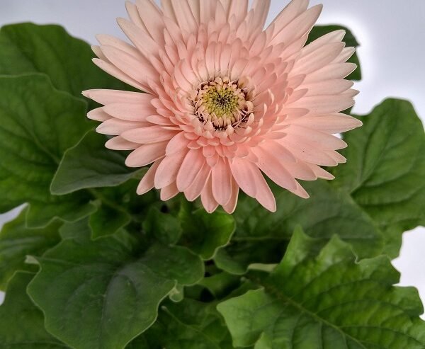 GERBERA