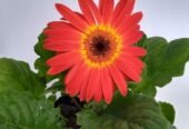 GERBERA