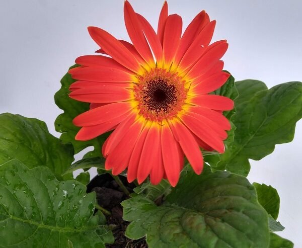 GERBERA